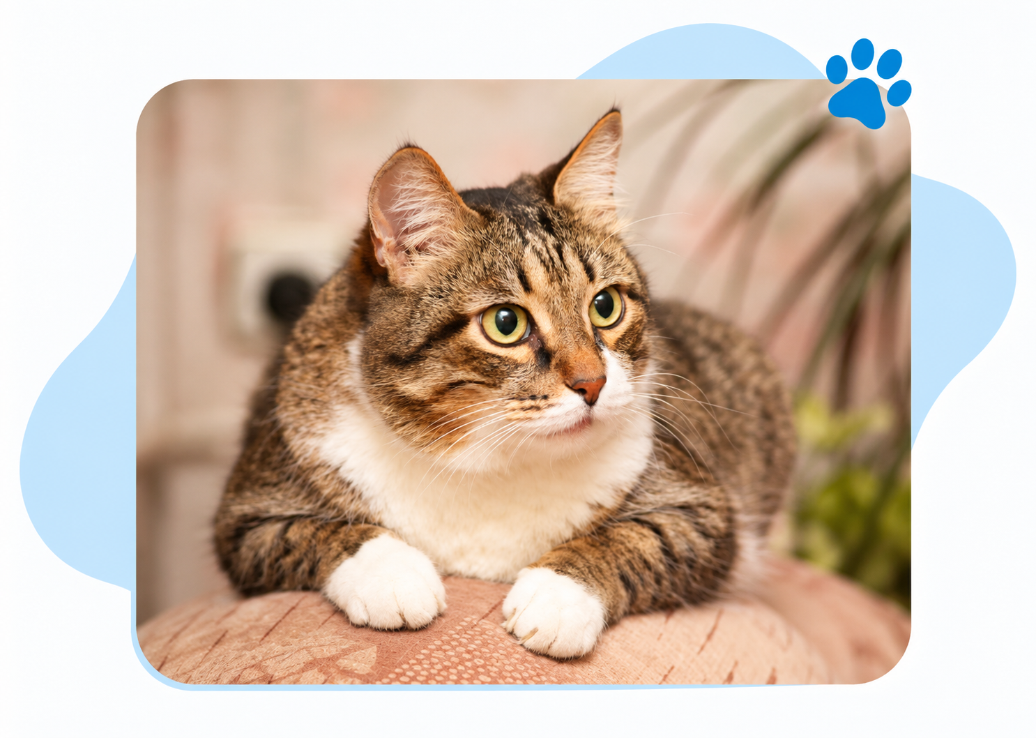 Veterinario Perros y Gatos Senior