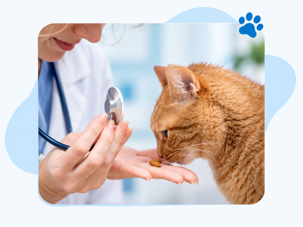 Veterinario Perros y Gatos Senior